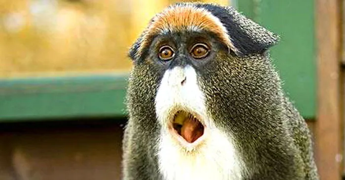 5+ Funny Shocked Animal Faces