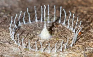 7 Mysterious Structures From The World's Smallest Architects