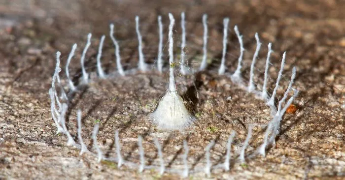 7 Mysterious Structures From The World's Smallest Architects