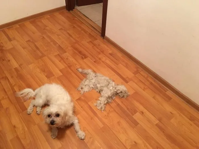 Willie And His New Friend