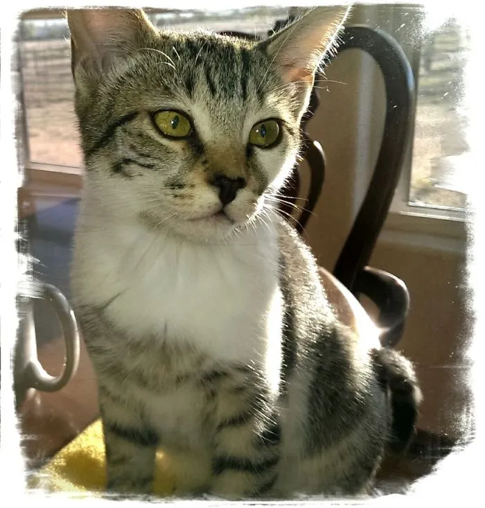 Cat Returns Home With A Note Revealing She Has A Secret Family