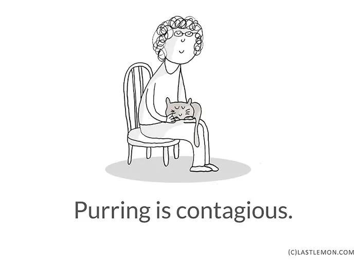 Life Lessons From Cats