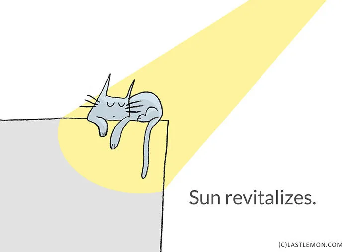 Life Lessons From Cats