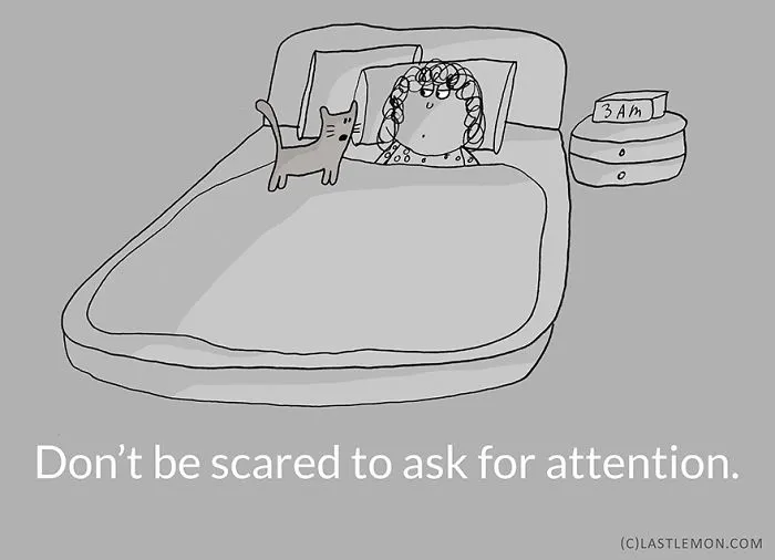 Life Lessons From Cats