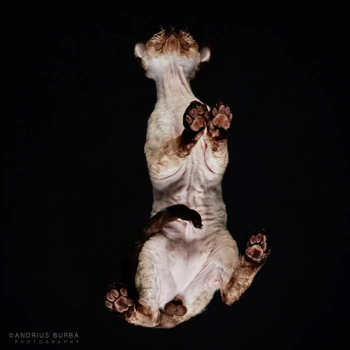 Under-Cats: I Photograph Cats From Underneath