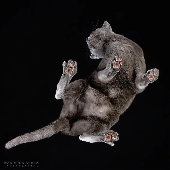 Under-Cats: I Photograph Cats From Underneath