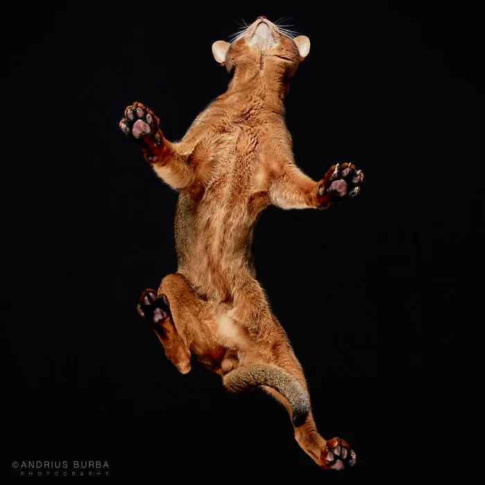 Under-Cats: I Photograph Cats From Underneath