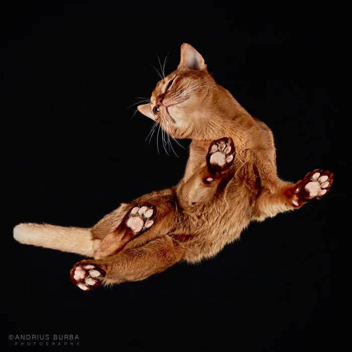 Under-Cats: I Photograph Cats From Underneath
