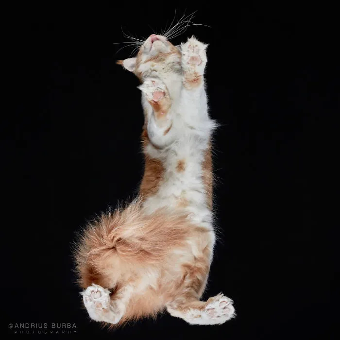 Under-Cats: I Photograph Cats From Underneath