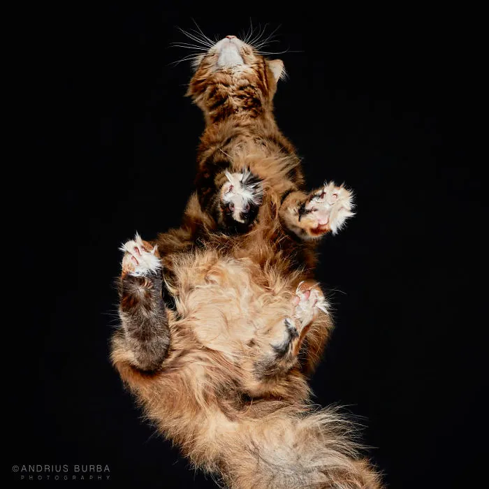 Under-Cats: I Photograph Cats From Underneath