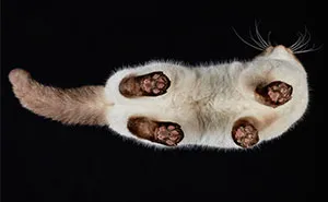 Under-Cats: I Photograph Cats From Underneath
