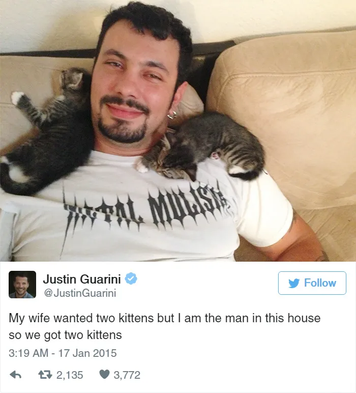 33 Funny Tweets About Cats