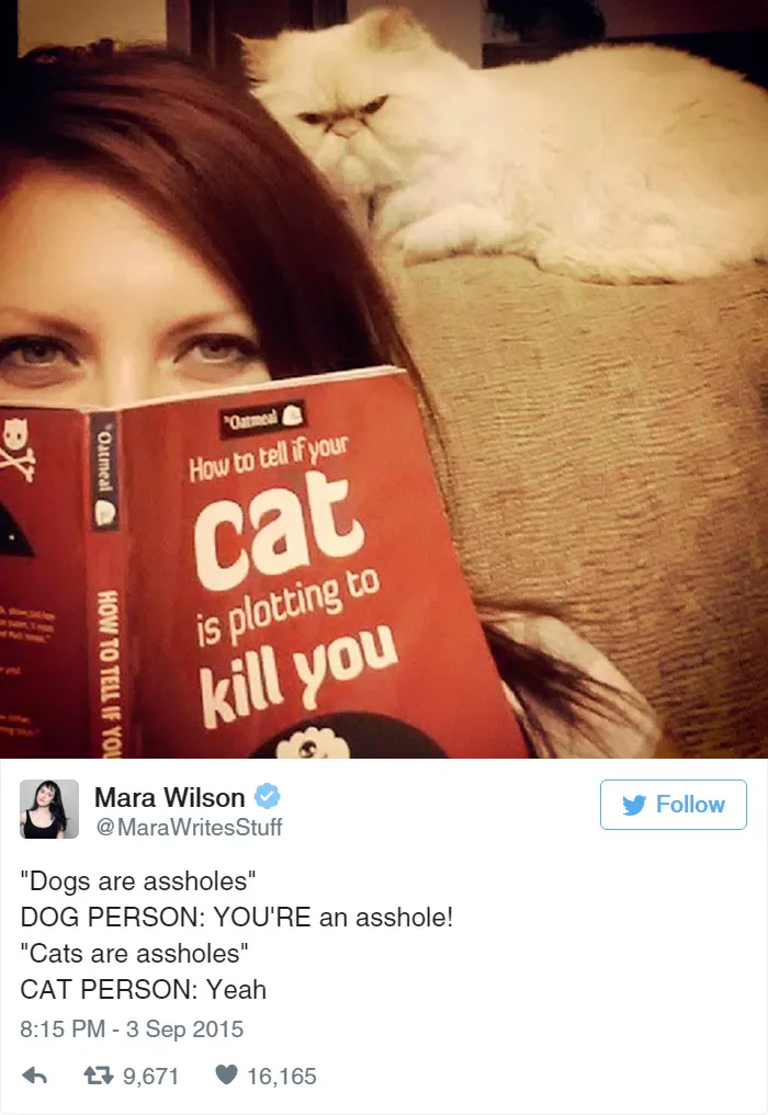 33 Funny Tweets About Cats