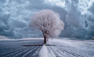 The Majestic Beauty Of Trees In Poland Captured In Infrared Photography
