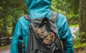 These Two Kittens Were Left To Die, But Now Go On Epic Adventures With Us