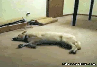 This Dog Would Win The Dog Olympics For Running