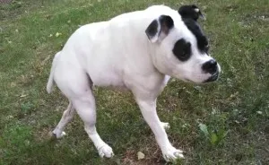 This Dog Is Not Photoshopped, She's Real And Perfect
