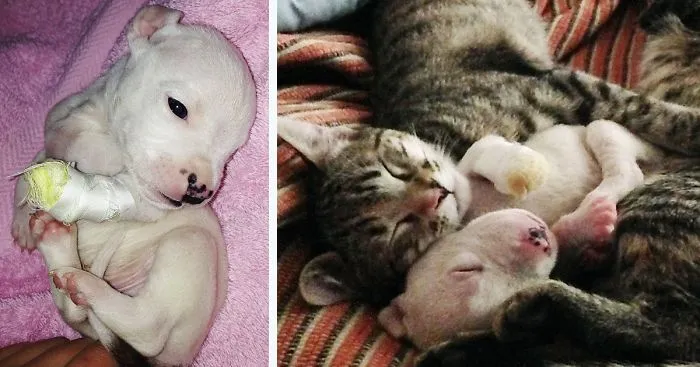 My Cats Adopted A 3-Legged Puppy Whose Mom Tried To Eat Him