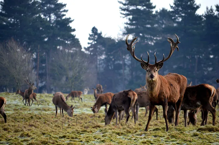Today We Followed Some Deer. Cheshire At Its Finest.