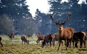 Today We Followed Some Deer. Cheshire At Its Finest.