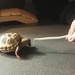 Nom Nom Nom