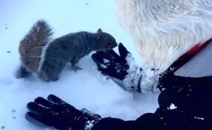 We Found A Squirrel In A Park And We Ate Chocolate Together