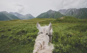 We Joined The Shepherds For A Day In The Caucasus Mountains