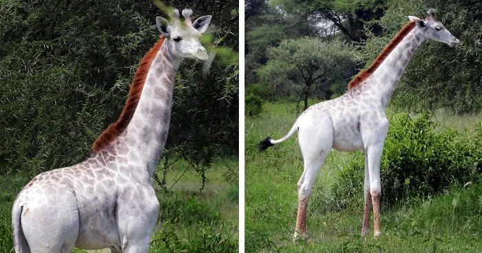 Rare White Giraffe Spotted In Tanzania