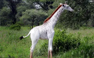Rare White Giraffe Spotted In Tanzania