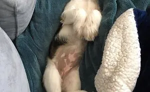 231 Animals That Sleep Wherever They Please