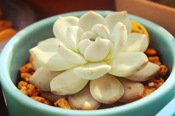 A Plant Lover Like Myself