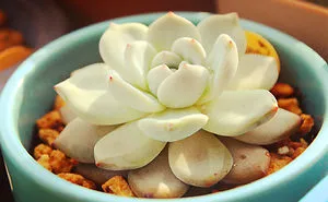 A Plant Lover Like Myself