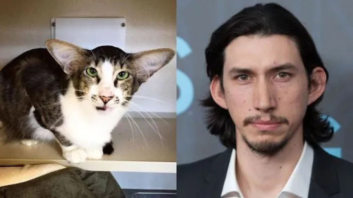 Cat with large ears and green eyes resembling a celebrity face, illustrating celebrity doppelganger animals concept.