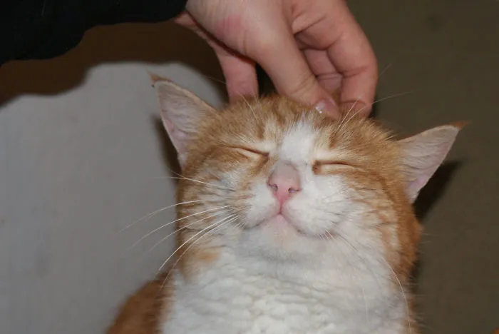 Cat Returns Home With A Note Revealing She Has A Secret Family