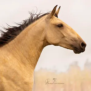 Equestrian Passion