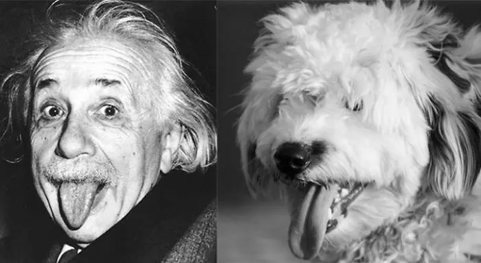 Side-by-side black and white photo of Albert Einstein and a fluffy dog both sticking out their tongues in celebrity doppelganger animals.