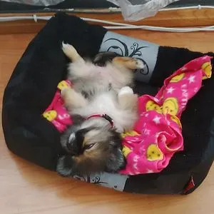 Allyson