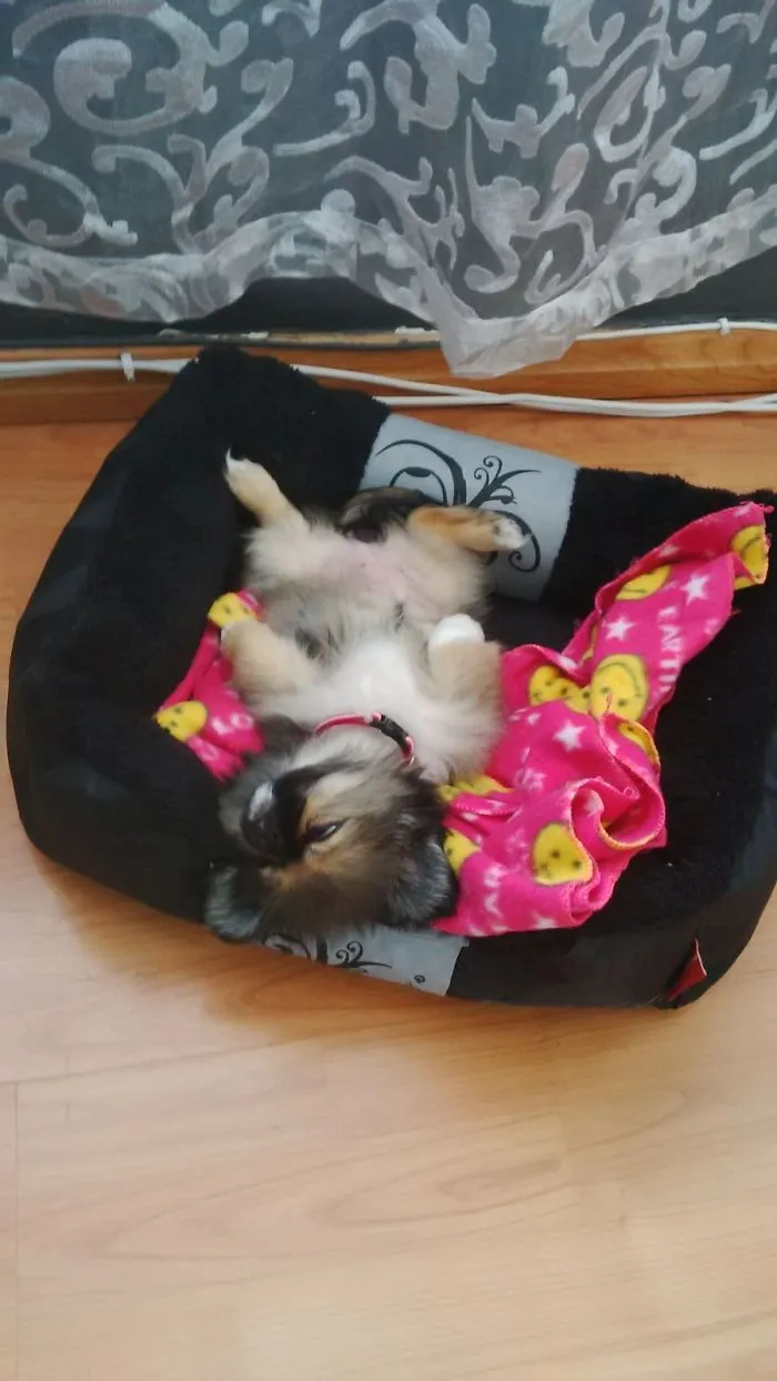 My Fluff Ball K.o