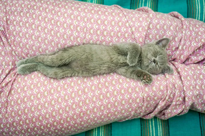 Hello Kitty! :)