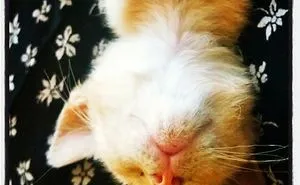 231 Animals That Sleep Wherever They Please