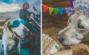 Motorcycle Dog Celebrates 11th Birthday On The Road!