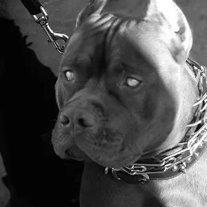 pitbullterrier