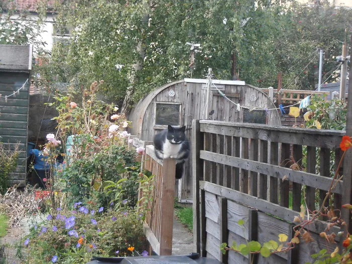 Cat Returns Home With A Note Revealing She Has A Secret Family
