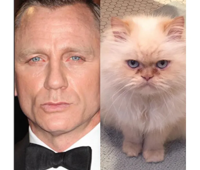 Side-by-side image of a man and a fluffy cat showcasing celebrity doppelganger animals with strikingly similar facial expressions.