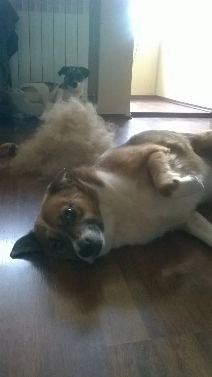 Baby ,milo(in The Background) And Their New Fur(ry) Friend