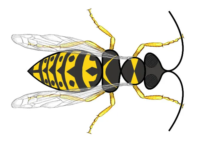 Wasp Curve
