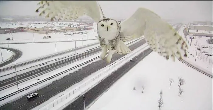 A Magnificent Snowy Owl Caught By A Traffic Camera