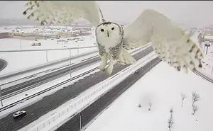 A Magnificent Snowy Owl Caught By A Traffic Camera