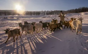 A Glimpse Of The Romanian Winter, Like In The Old Days