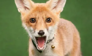 A Little Rescued Fox Came To Model In My Photo Studio